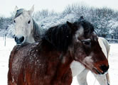 Foto 2 Pferdekumpel im Schnee