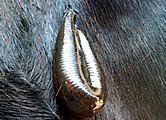 Blutegel Therapie beim Pferd: Hirudo medicinalis officinalis hat am Pferdebein angebissen