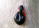 Blutegel Therapie beim Pferd: Hirudo medicinalis officinalis hat angebissen