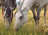Pferde grasende Pferde: Pferdehaltung Weide