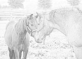 Foto - gesund oder krank - Hunde und Pferde: Don begruesst eine Monchino Stute