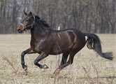 Foto galoppierendes Pferd