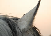 Foto Pferde-Ohren