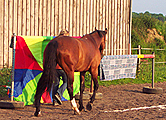 Bodenarbeit mit Pferd: Engpässen, Plastik und bunte Farben - für ein Pferd nicht so selbstverständlich wie für uns
