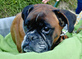 Boxer Rüde: ältere Hunde mit Akupunktur stützen
