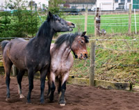 Don und Shodan: zwei Pferde spielen