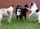 Hunde: Hunde therapieren - Hunde stützen