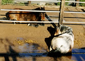 Pferde liegend im Auslauf - zwar getrennt aber beieinander