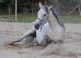 Foto Pferd Wälzen zum Wohlgefühl und zur Körperpflege beim Pferd